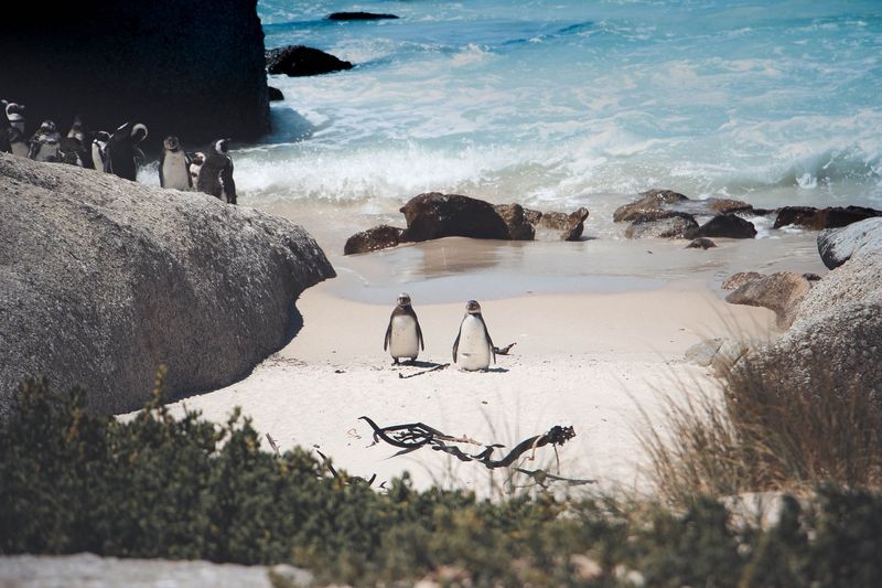Boulders Beach, South Africa