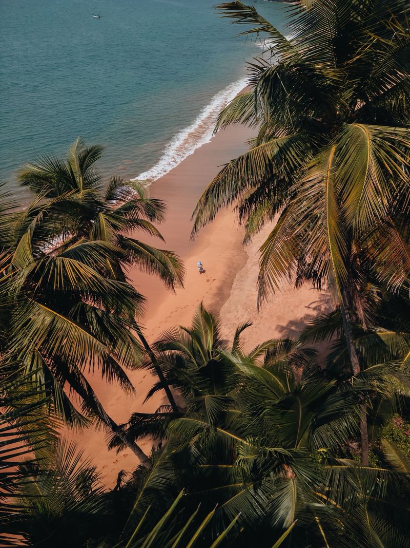 Palm coast, The tropics