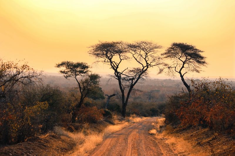 A dirt road through the African bush at golden hour