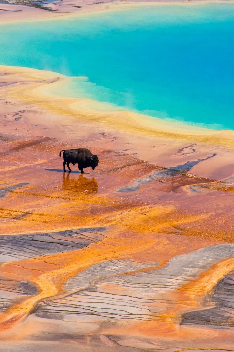 A bison crossing the coloured terraces of Grand Prismatic Spring in Yellowstone